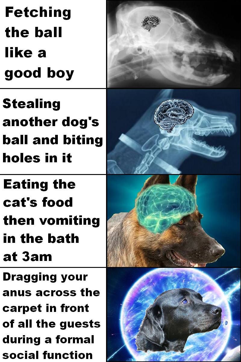 dogs, am i rite