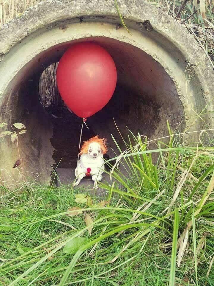 We all Bork down here.