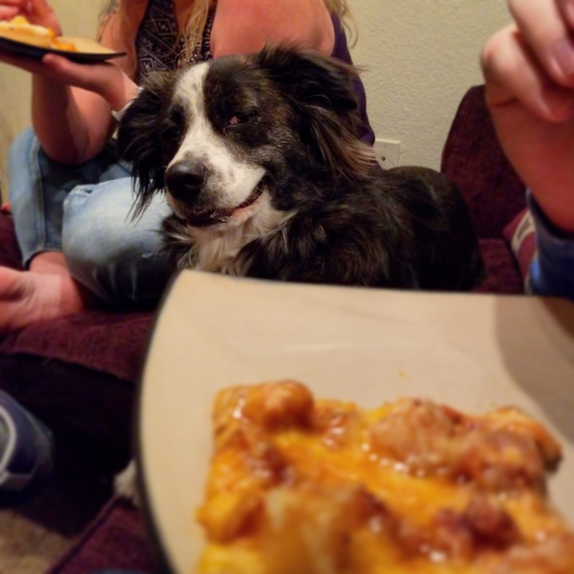 Find yourself someone who looks at you like this dog looks at pizza.