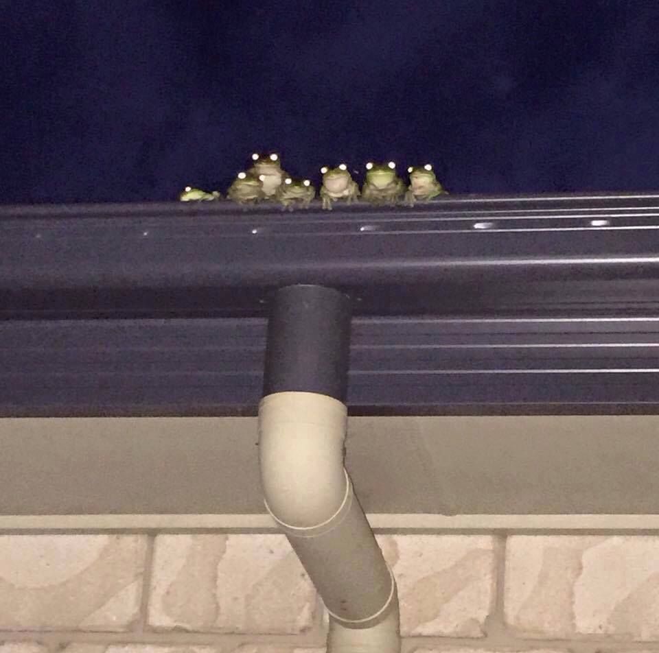 Frog family is watching you!