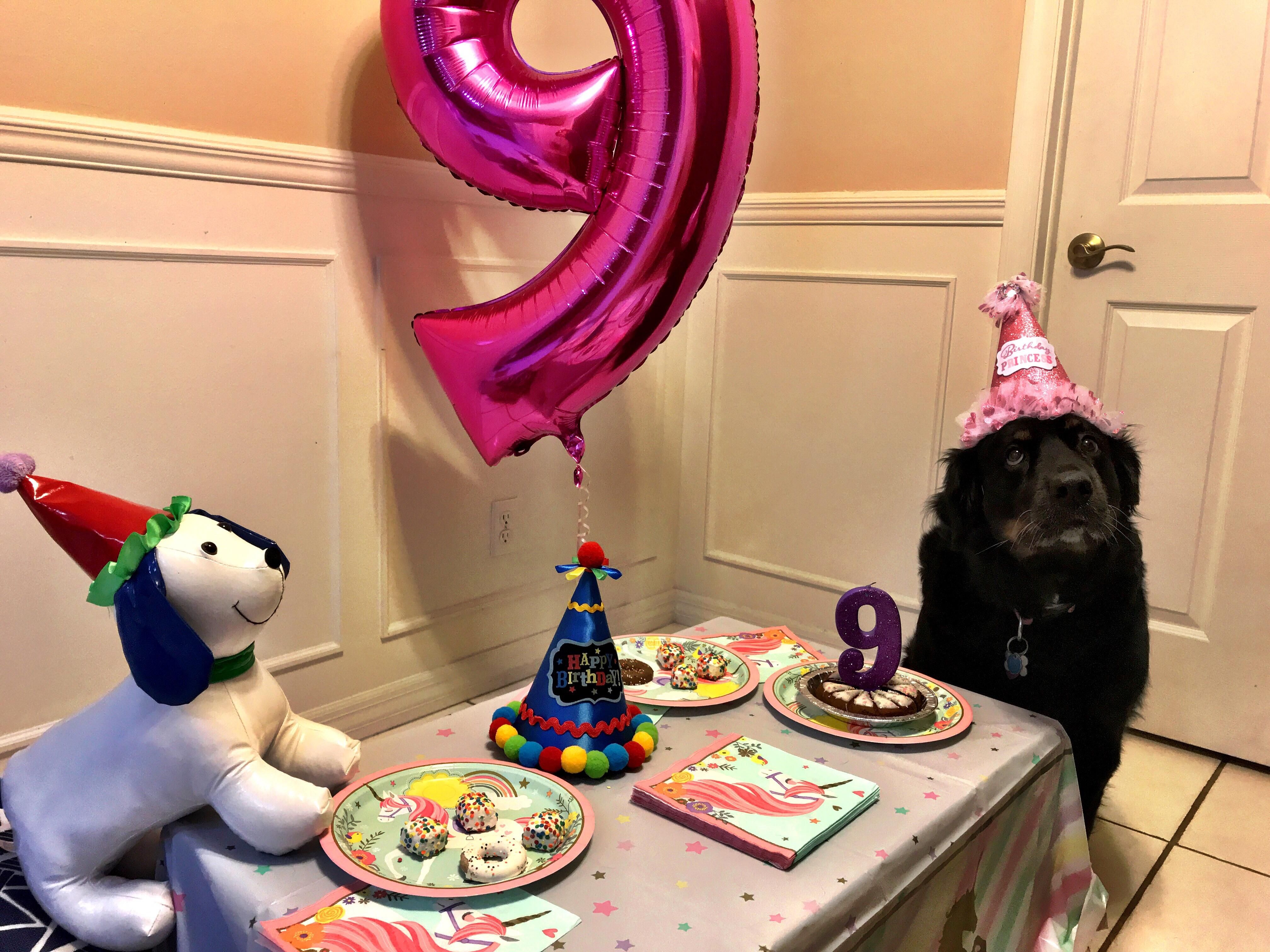 My dog’s 9th birthday was Lit