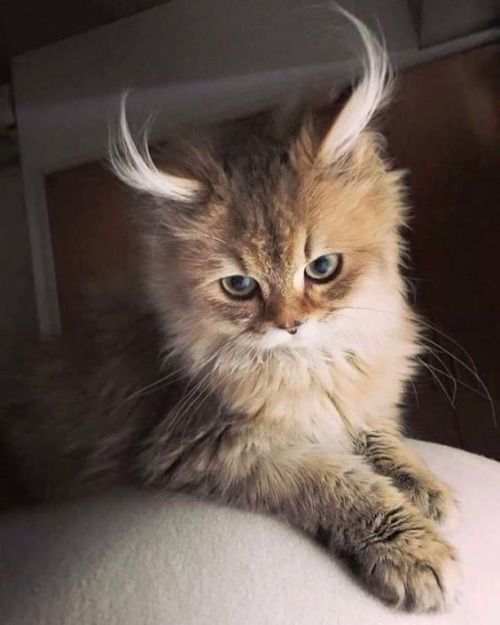 My what long ear tufts you have