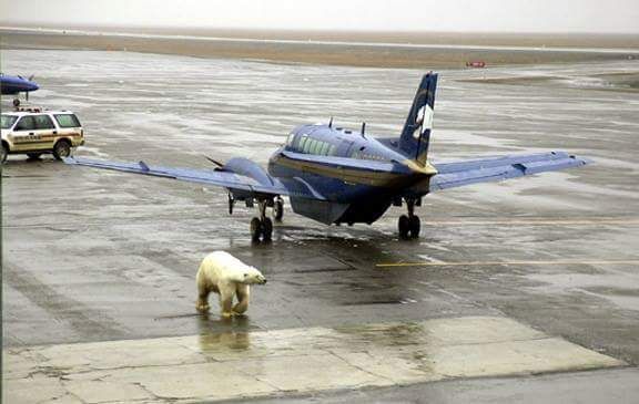 Alaska: The place where you can't get off the plane because there is a polar bear between you and the terminal.