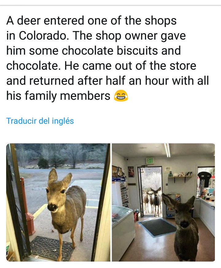 So, a deer walks into a shop and then...