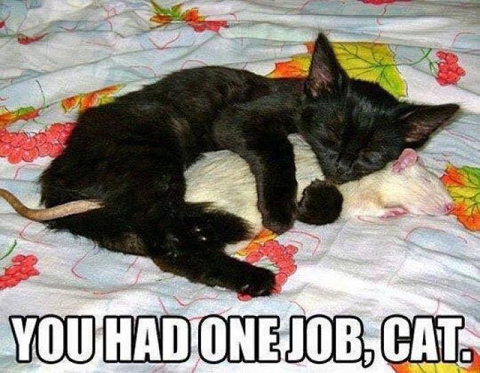 You had one Job ...