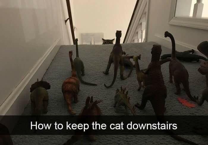 How to keep the cats downstairs