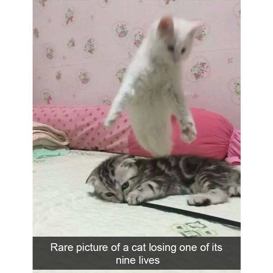rip kitten