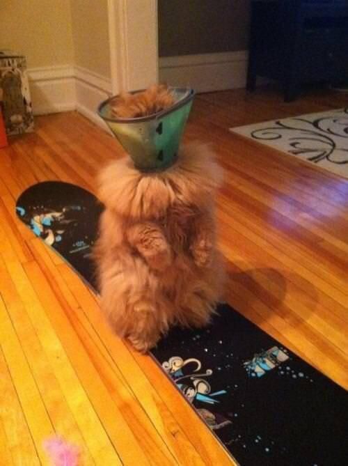When an extra fluffy cat has to wear a cone...
