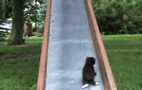 It takes all day to save all the kitten