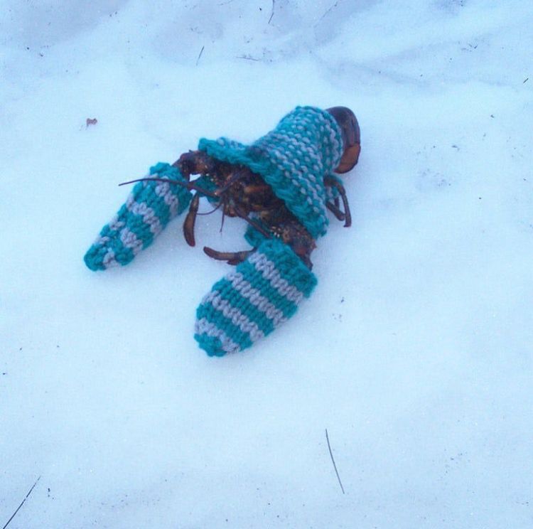Gettin' cold claws