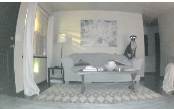 I was out late one night and decided to check on my dog... 10/10 would buy security camera again