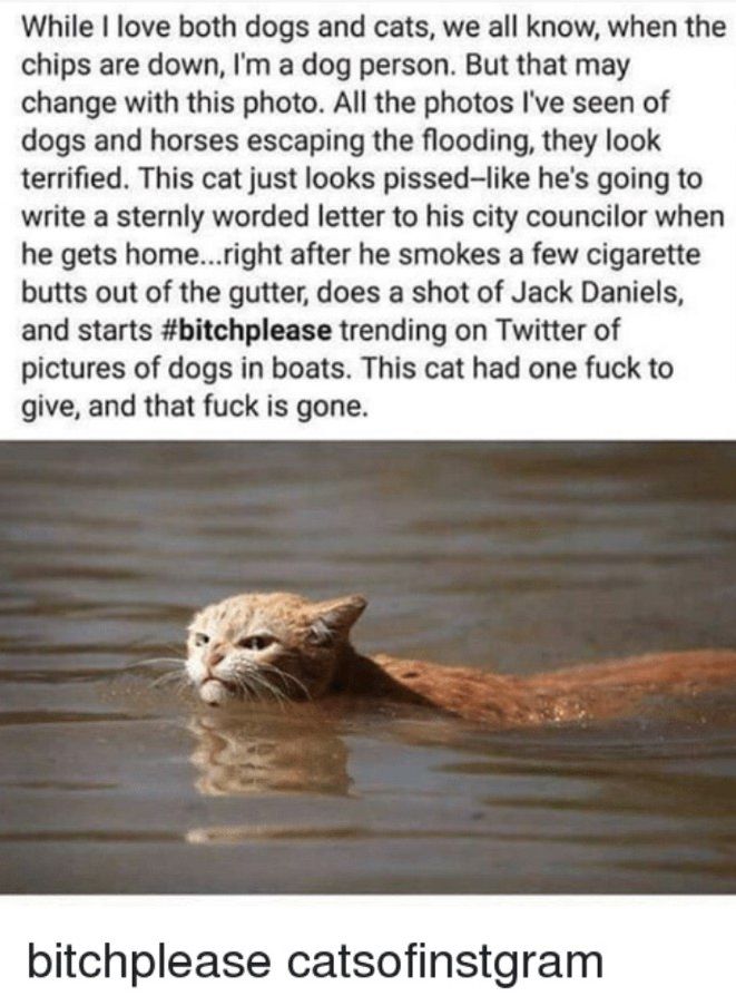 The flood really pissed off this cat