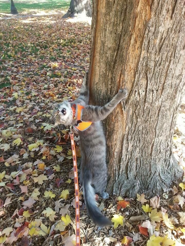 My sister took her cat for a walk last fall. We still don't know if he was enjoying himself...