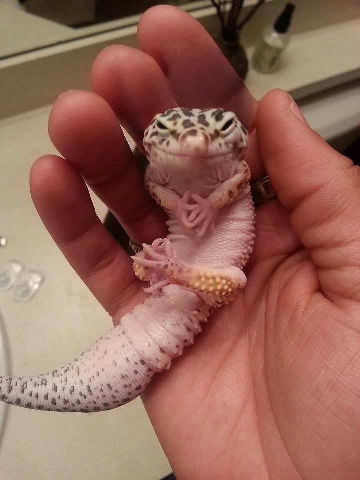 This is one evil looking gecko.