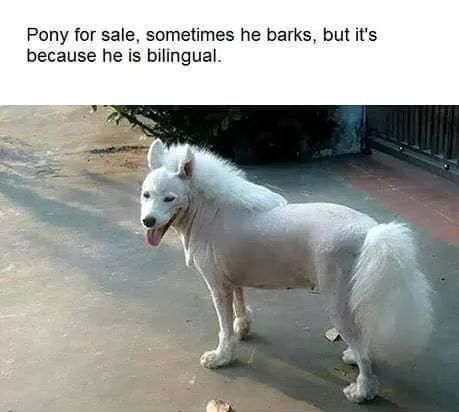 Pony for sale.