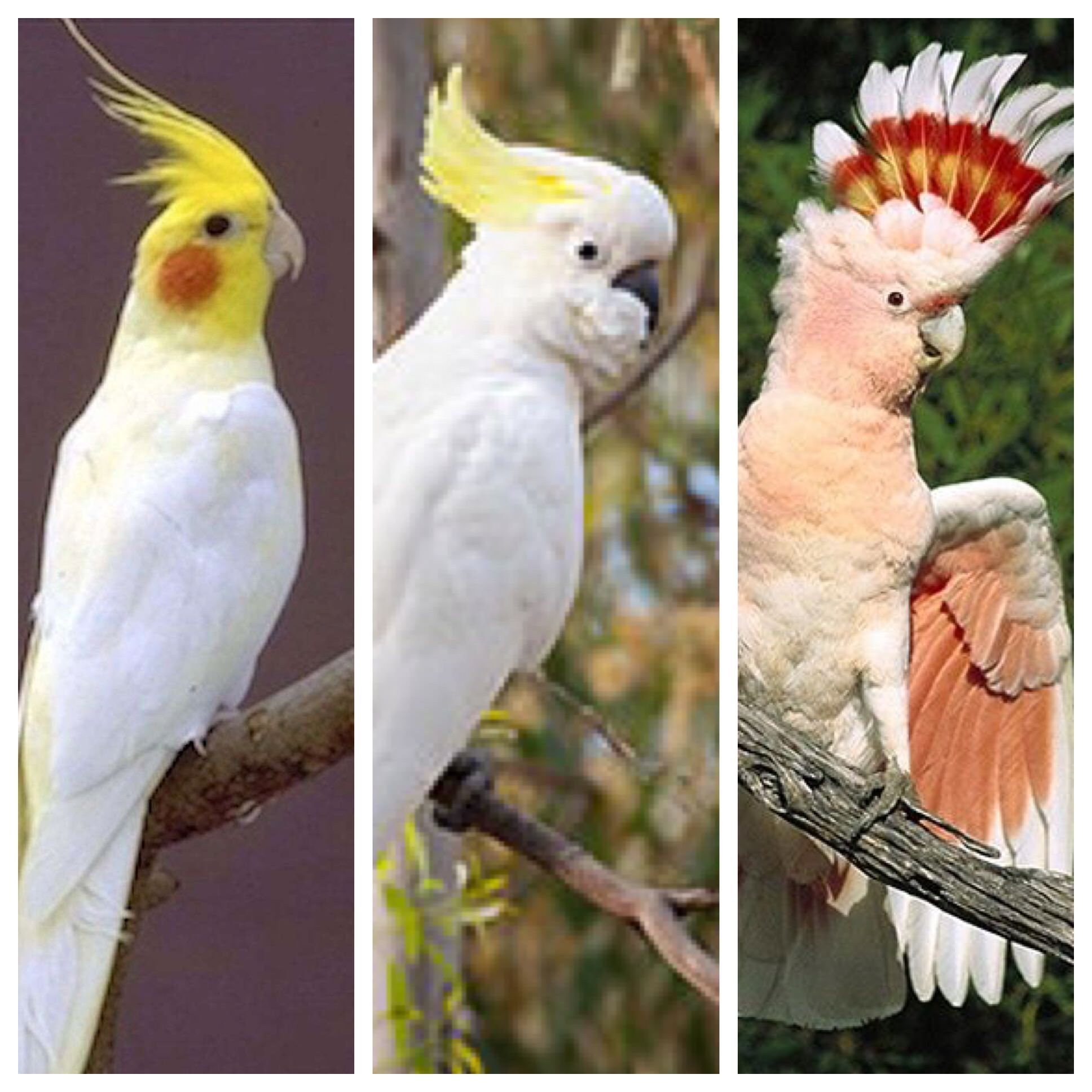 If parrots evolved like Pokémon