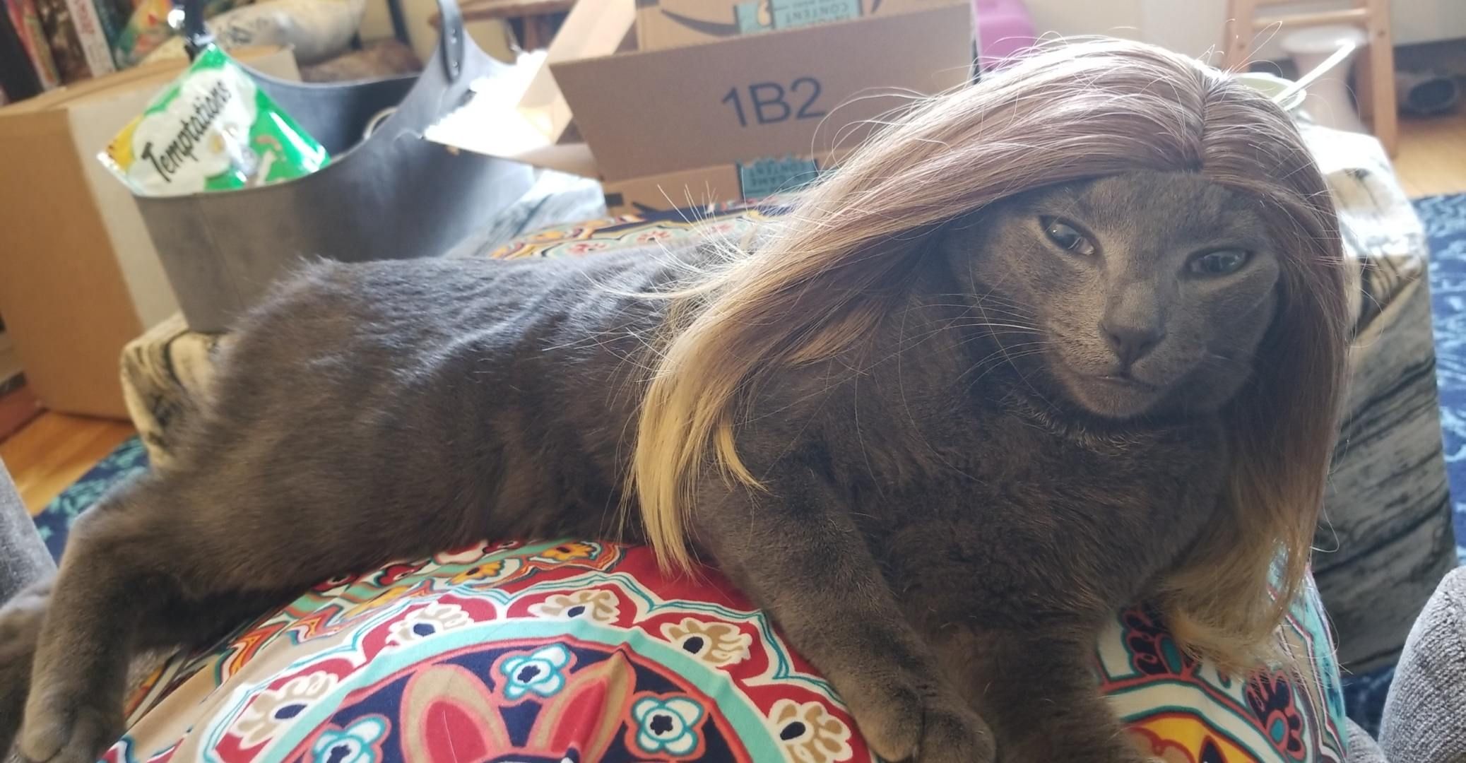 Bought a doll wig for something work-related and then realized how majestic my cat looks in it.