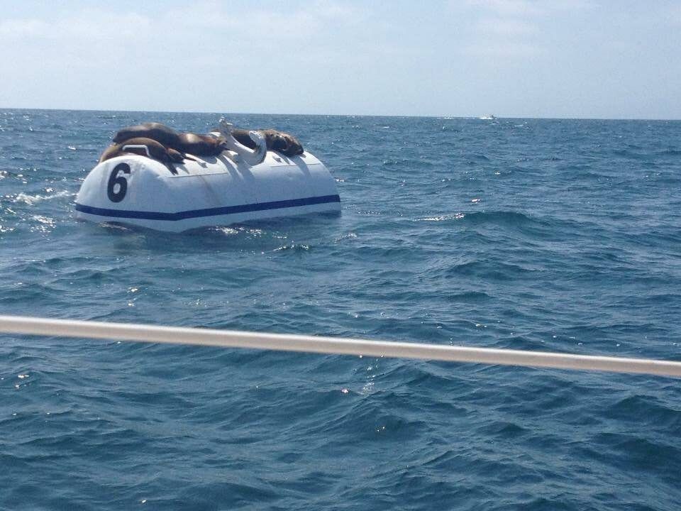 Was out sailing and found Seal Team 6