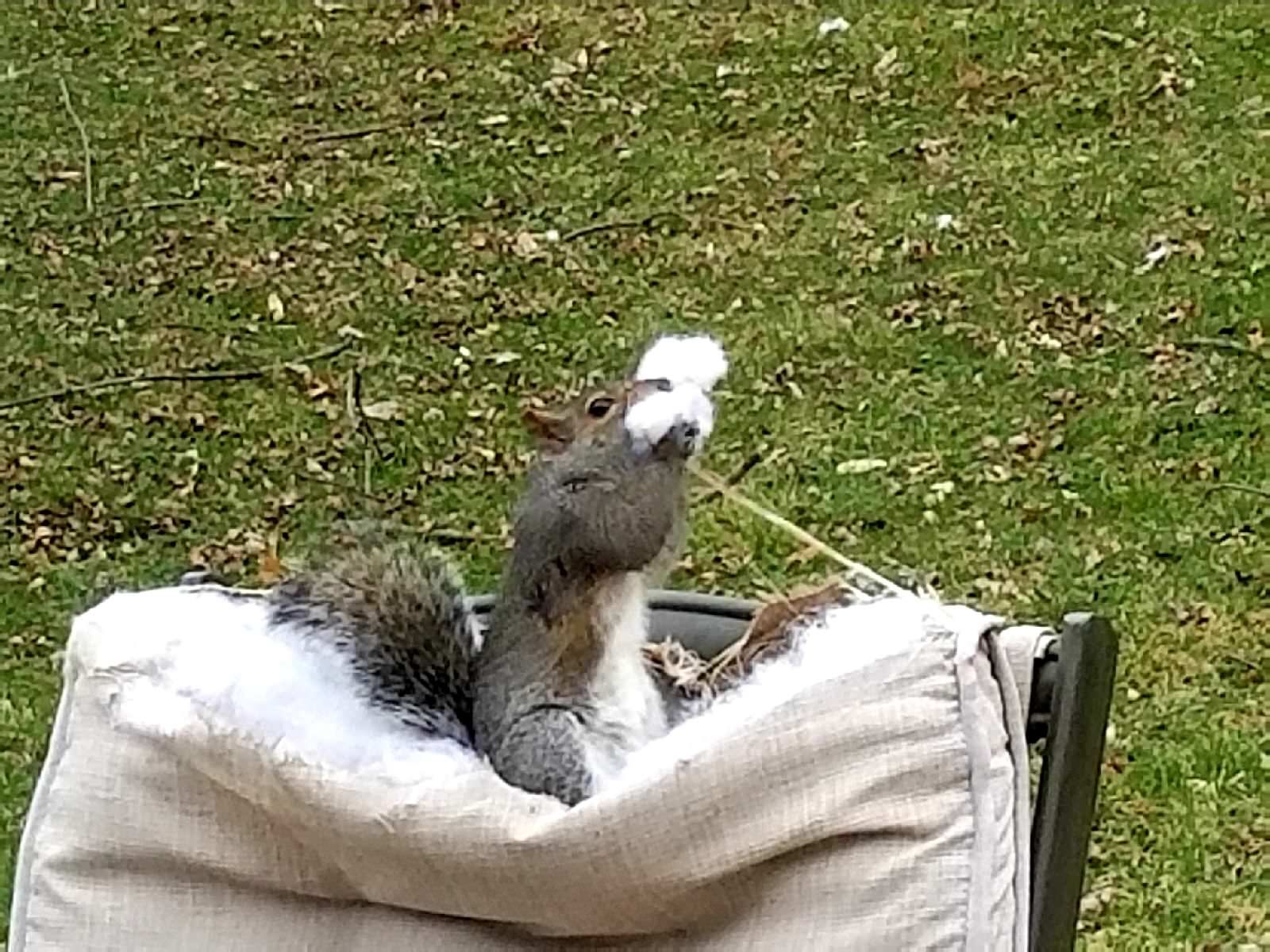 Buddy sent me this pic saying he finally figured out what was destroying his patio furniture