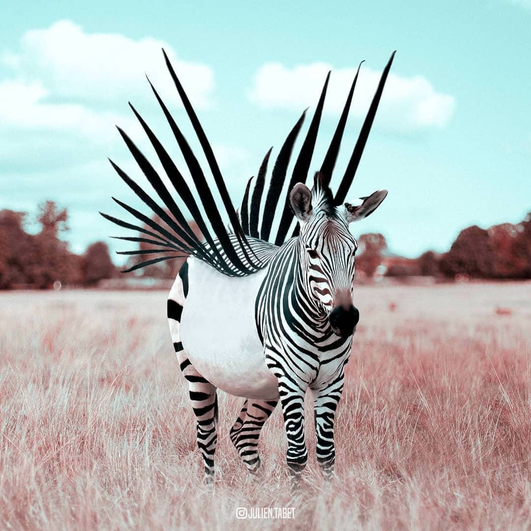 Rare picture of a zebra taking off