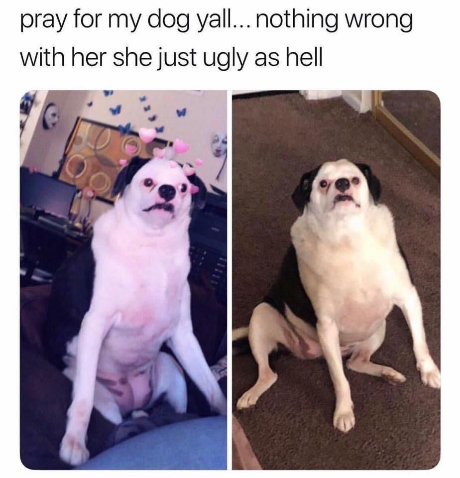 dog machine broke