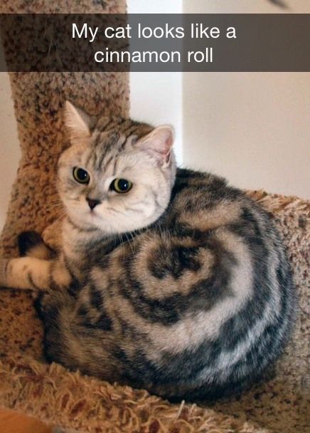 Cat Looks like a cinnamon roll.