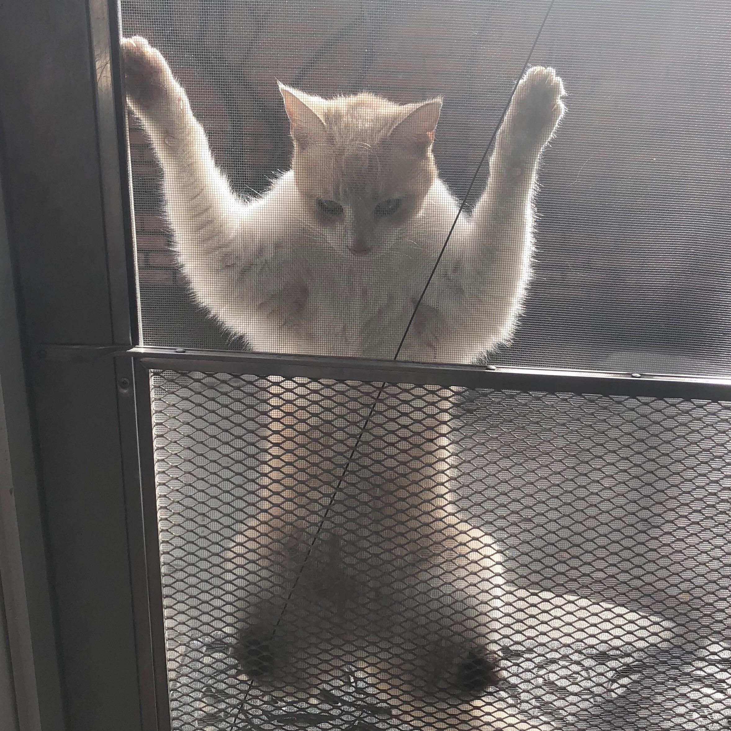 Pennywise in Cat form. I think he wants to come inside