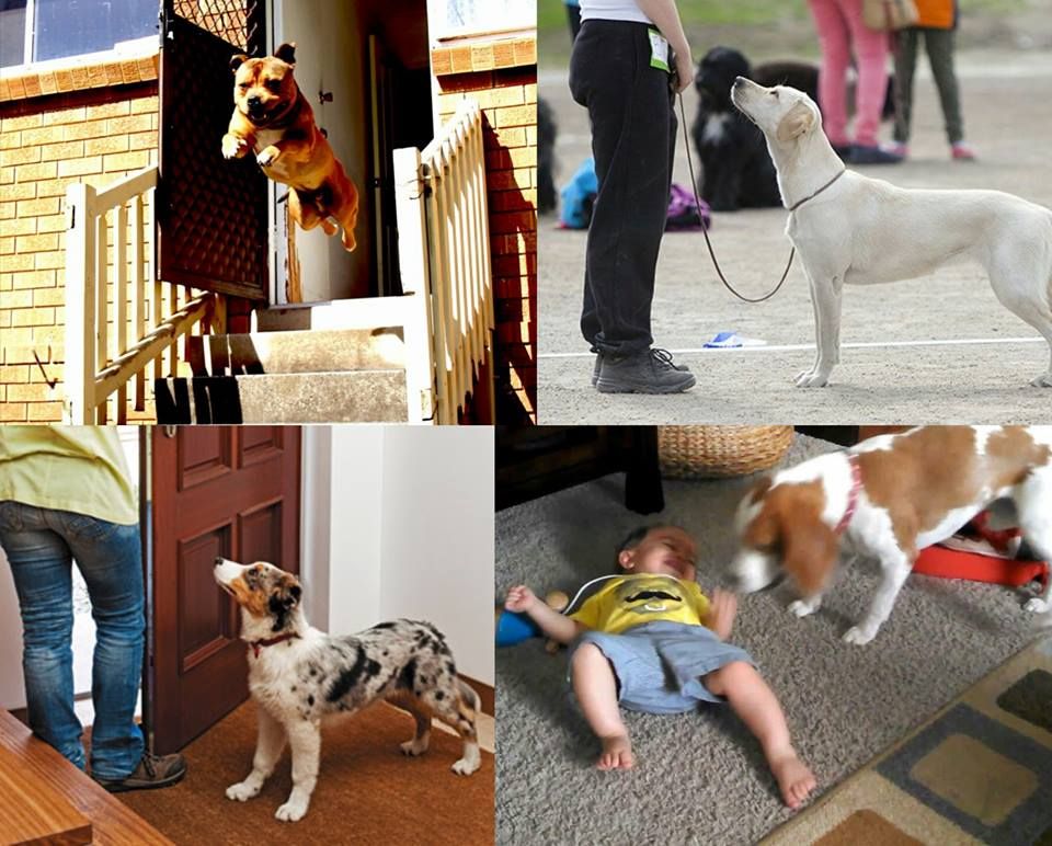 I heard you guys like dogs