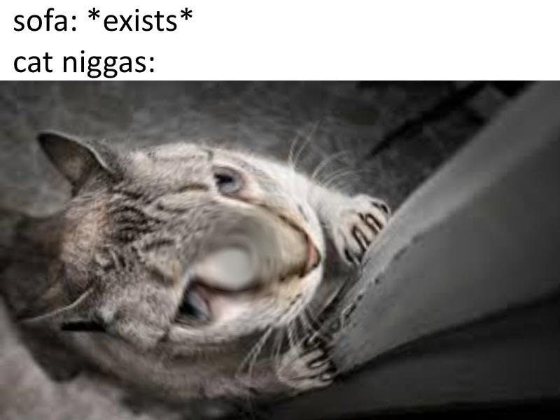 Why do i post every cat meme i see