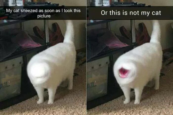 Is this a cat.