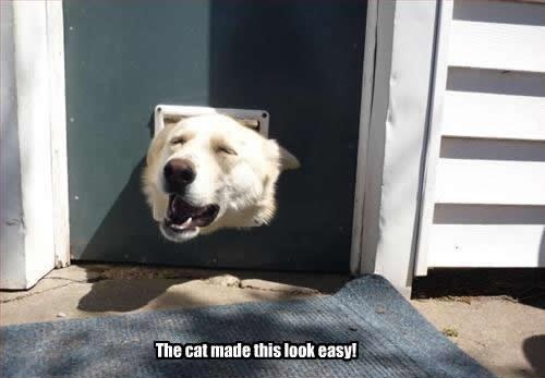Bad cat!