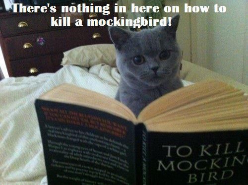Cats will judge a book by the cover.