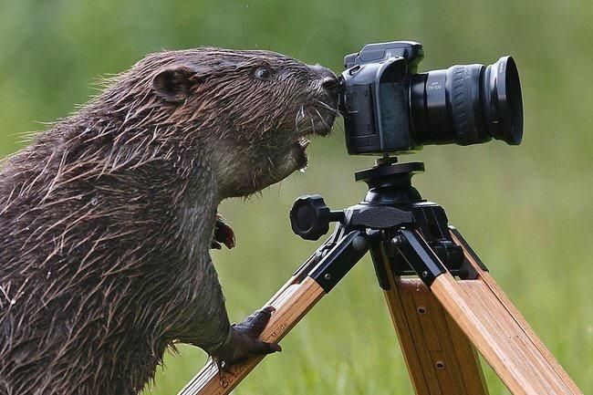 Not What I Was Expecting From Google After Searching For “Wet Beaver Photographs”