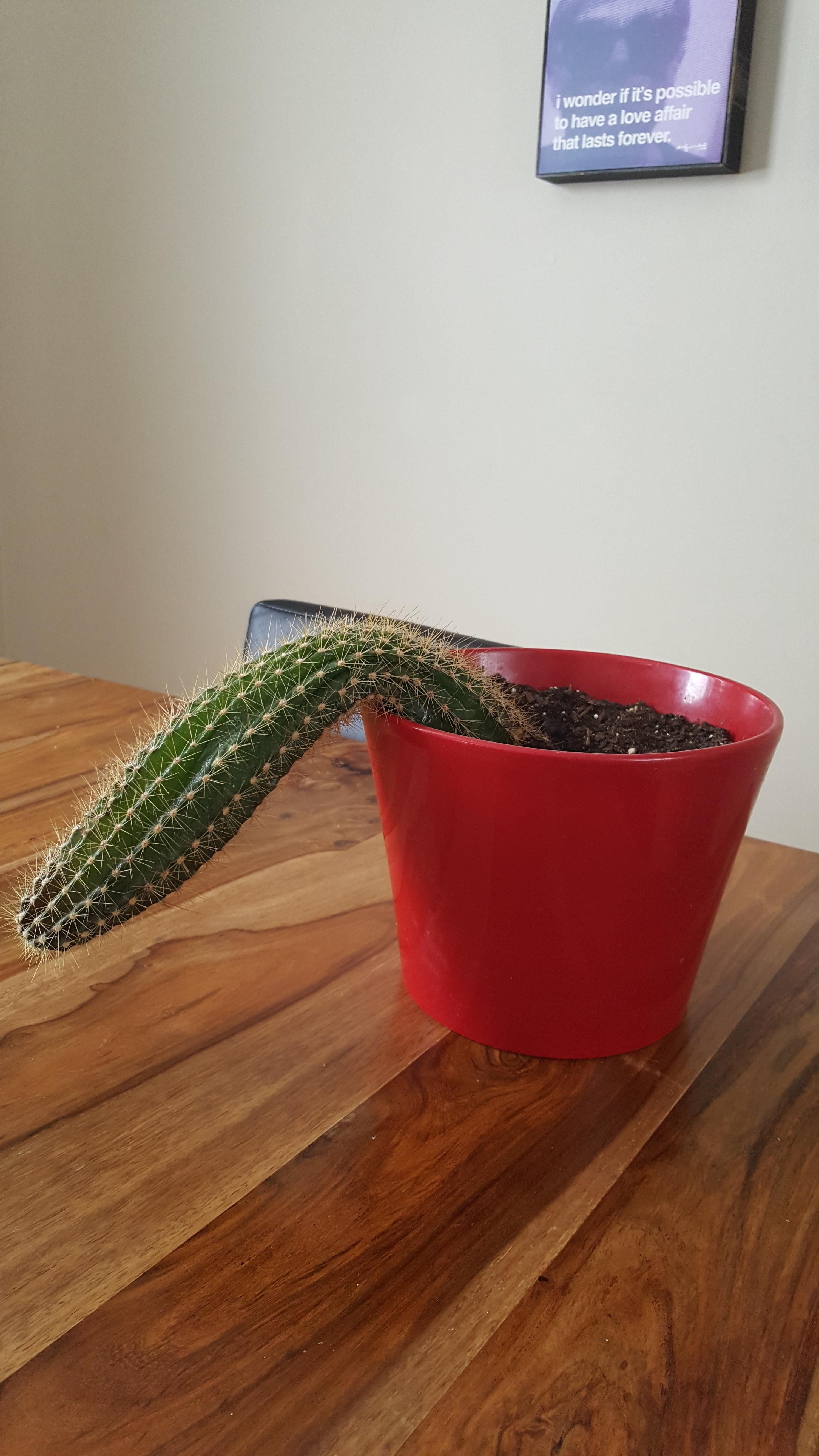 Today I adopted a friends beloved cactus that she's had for 10 years . First day in his new home and my 5 year old thought he looked thirsty ... RIP Ted