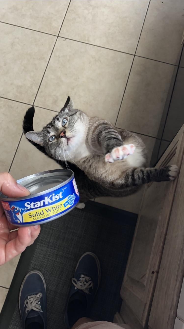 This is Kevin. Kevin likes tuna