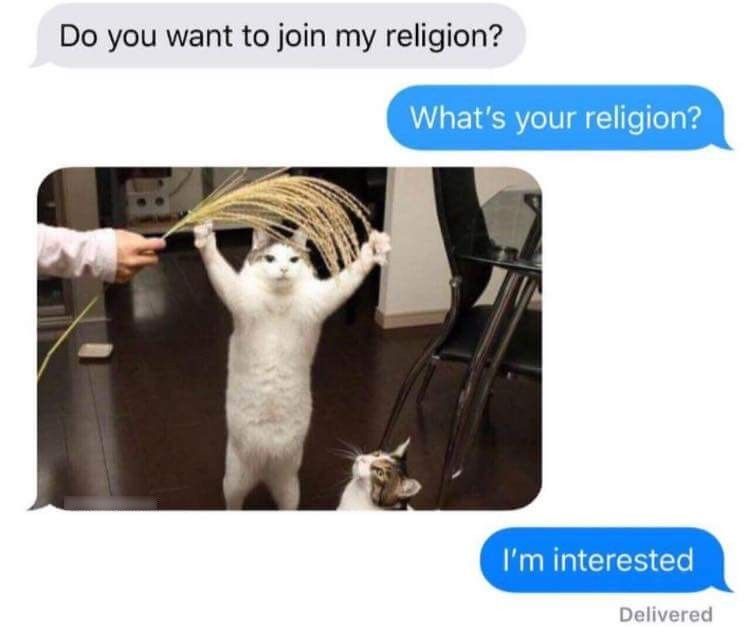For the cattos lover