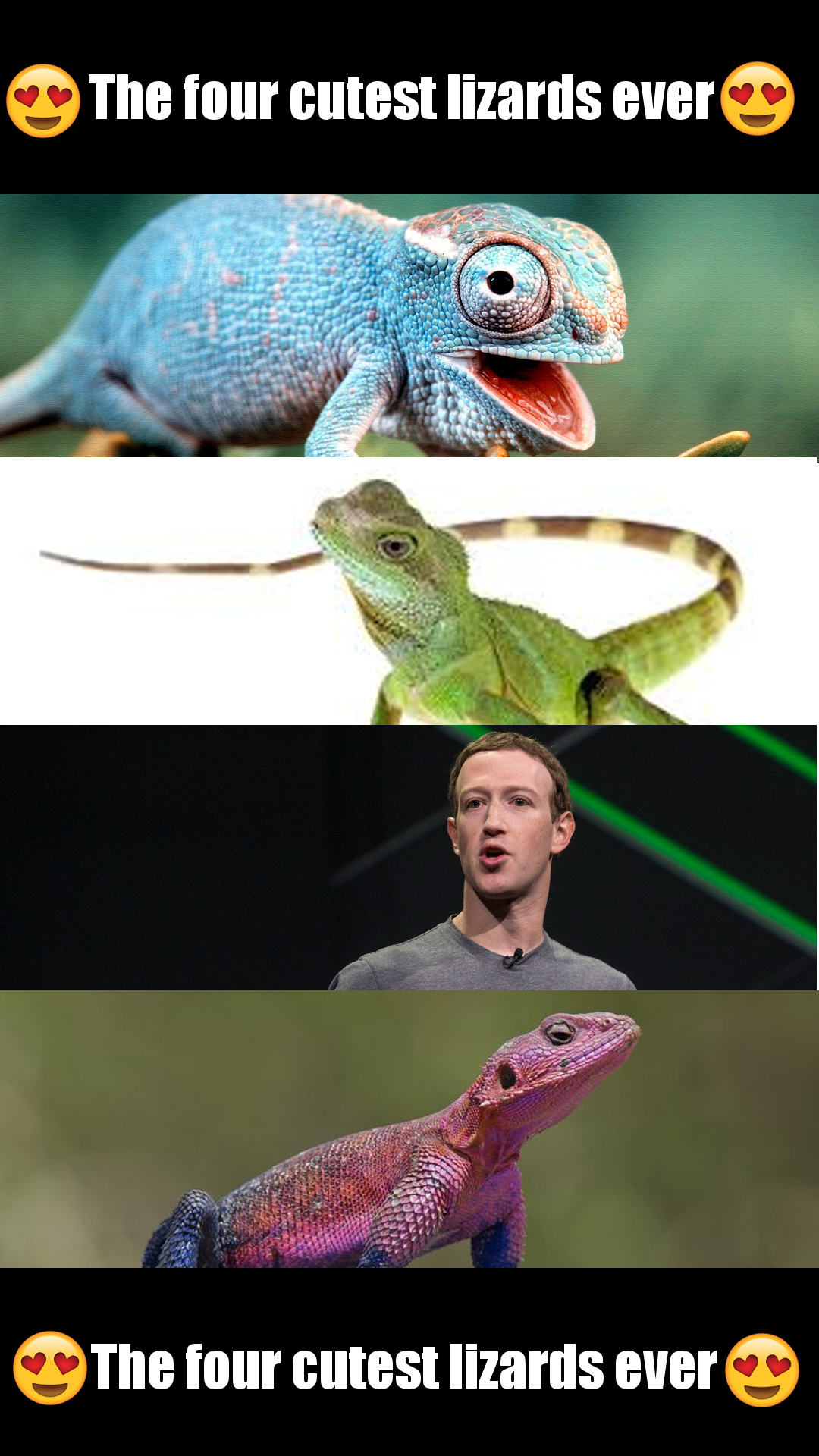 They make great pets