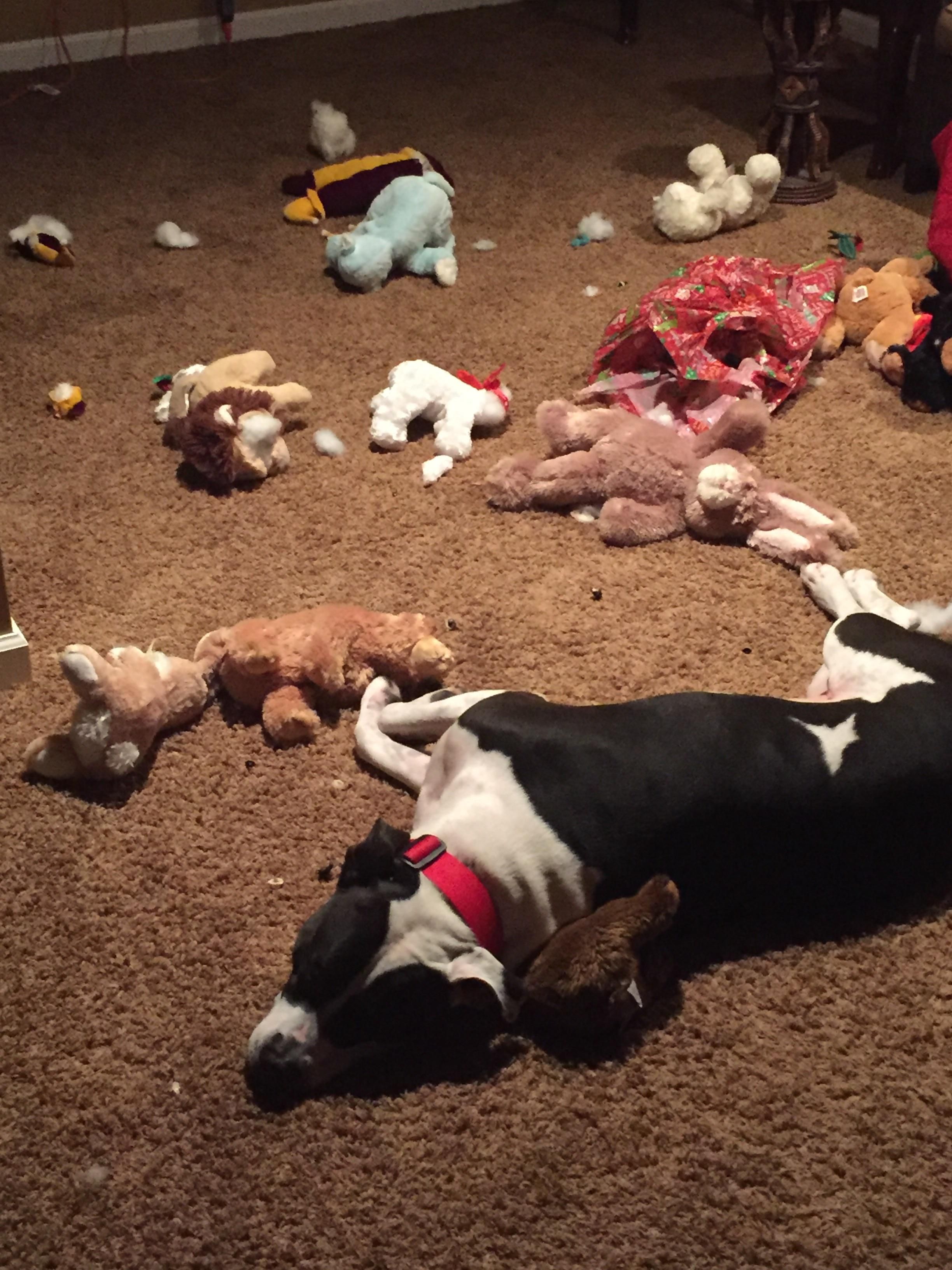 My dog OD’d on stuffed animals and passed out.