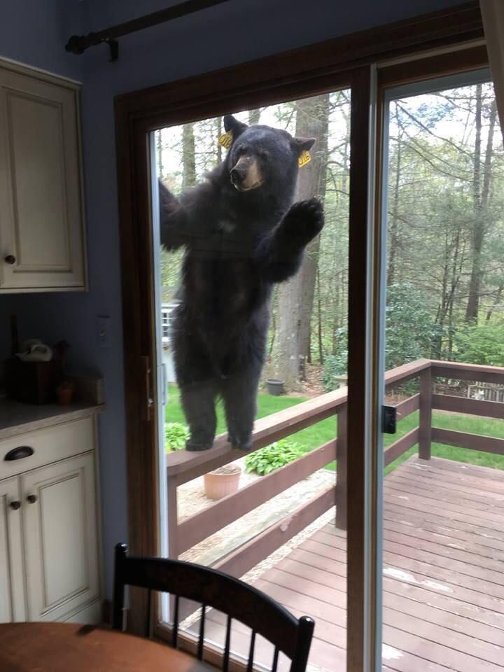 Hello, do you have a second to talk about our lord and saviour Yogi the Bear
