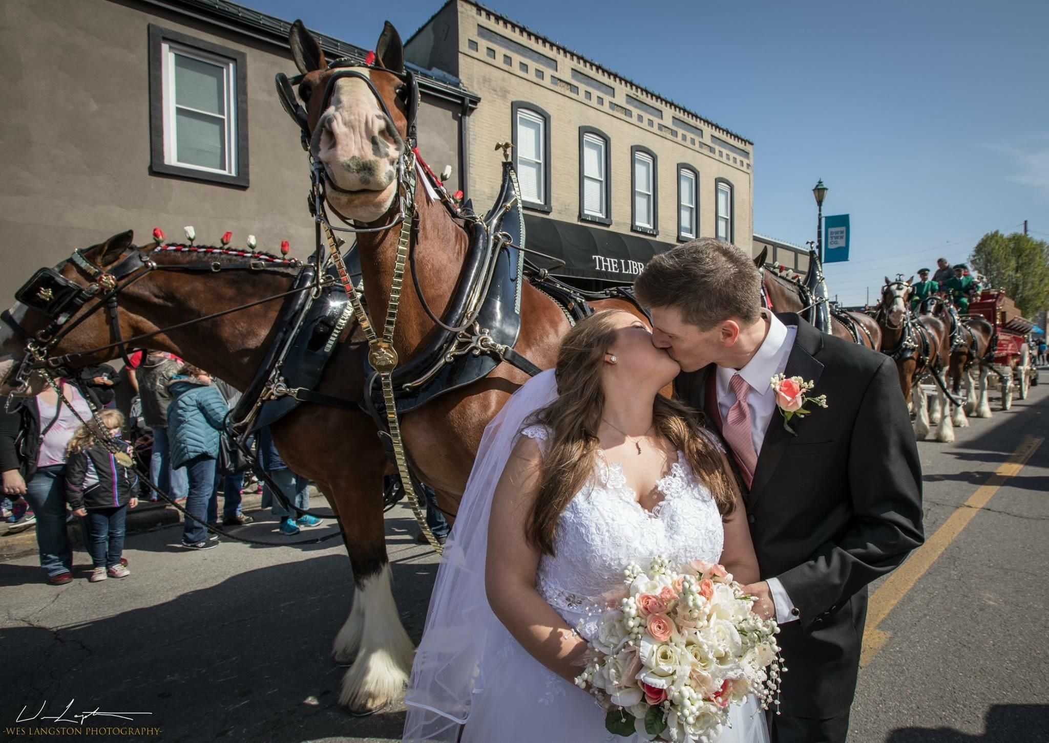 This Clydesdale was really into having his picture taken with the bride and groom.