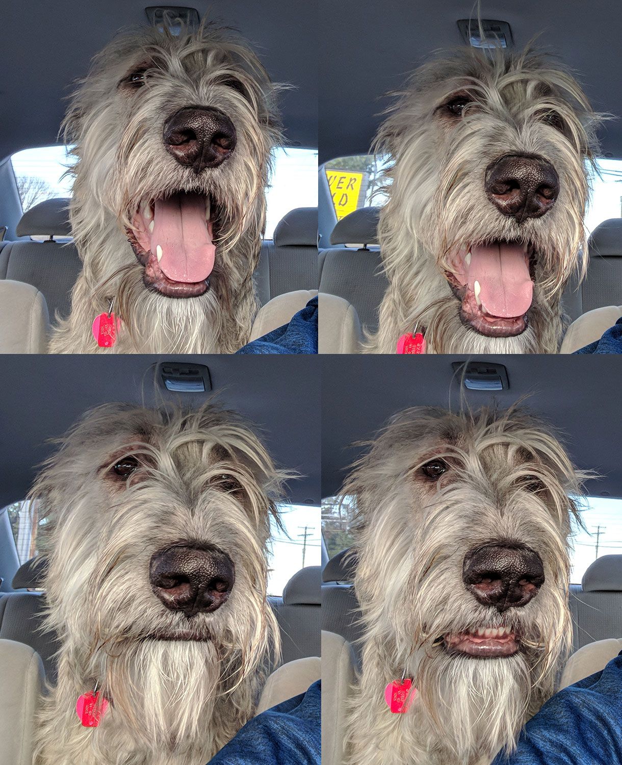 My dog's facial expressions when I didn't turn towards the dog park.