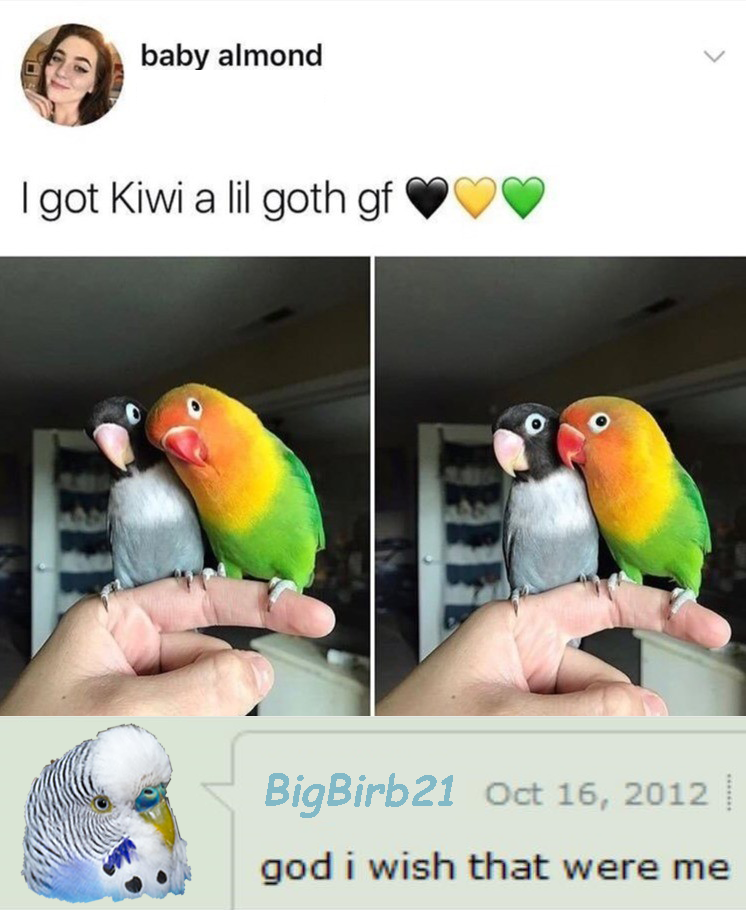 have some birb OC