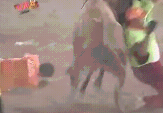 A bull dropkicking and teabagging a man with a ponytail. The internet is a wonderful place.