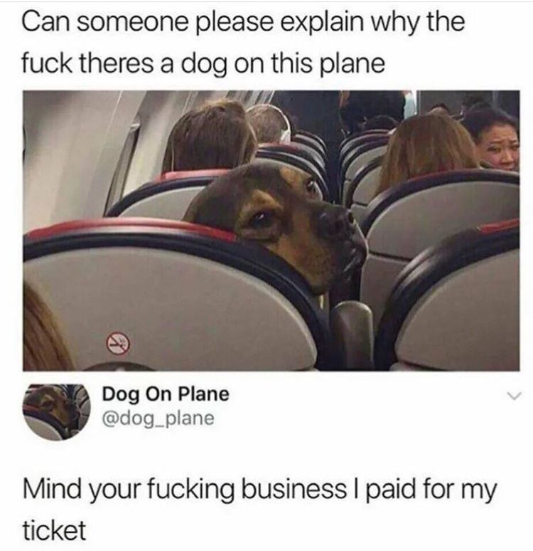 YoU CaNt hAVe a DoG On tHe pLAnE