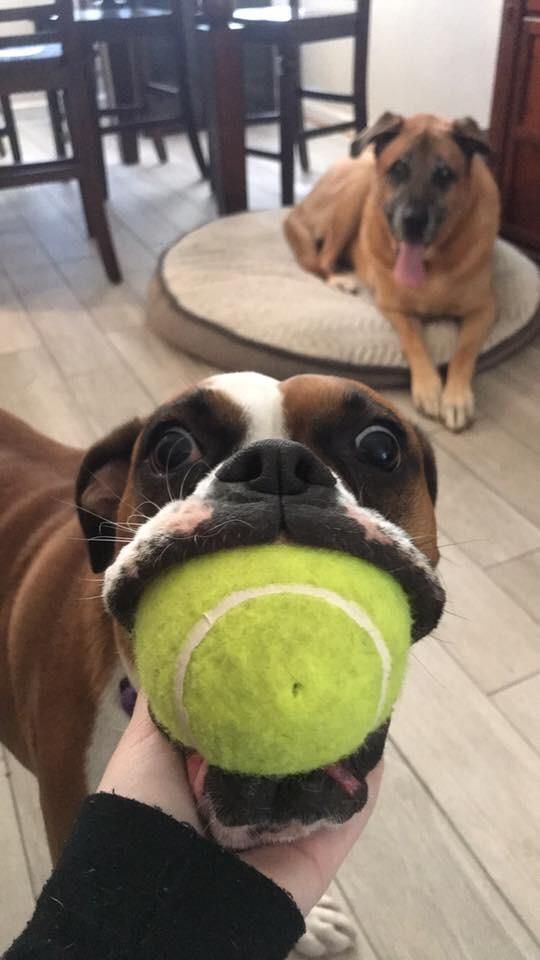 Look, I got the ball in my mouf!!!