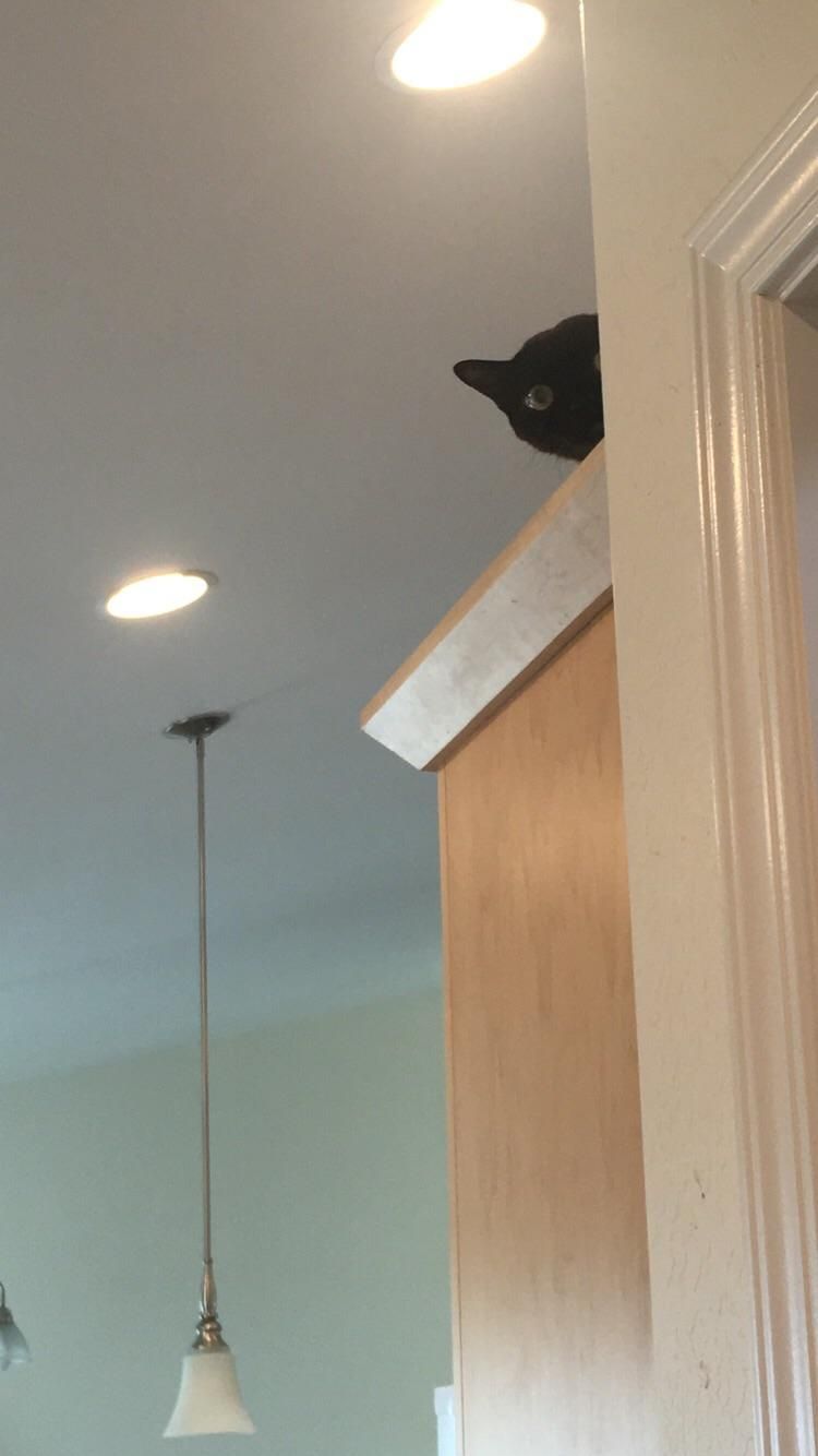 My grandma’s cat refuses to come out while I’m there. But he’s always watching