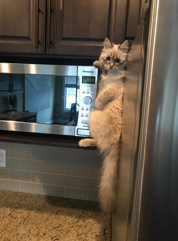 How I found my kitten trying to steal her big sister's food from the top of the fridge...