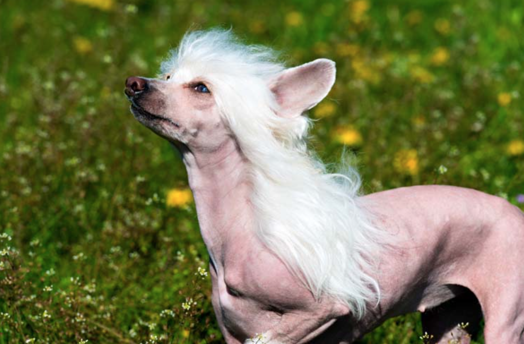 I'm not sure if I own a dog or a majestic chupacabra with a weave.