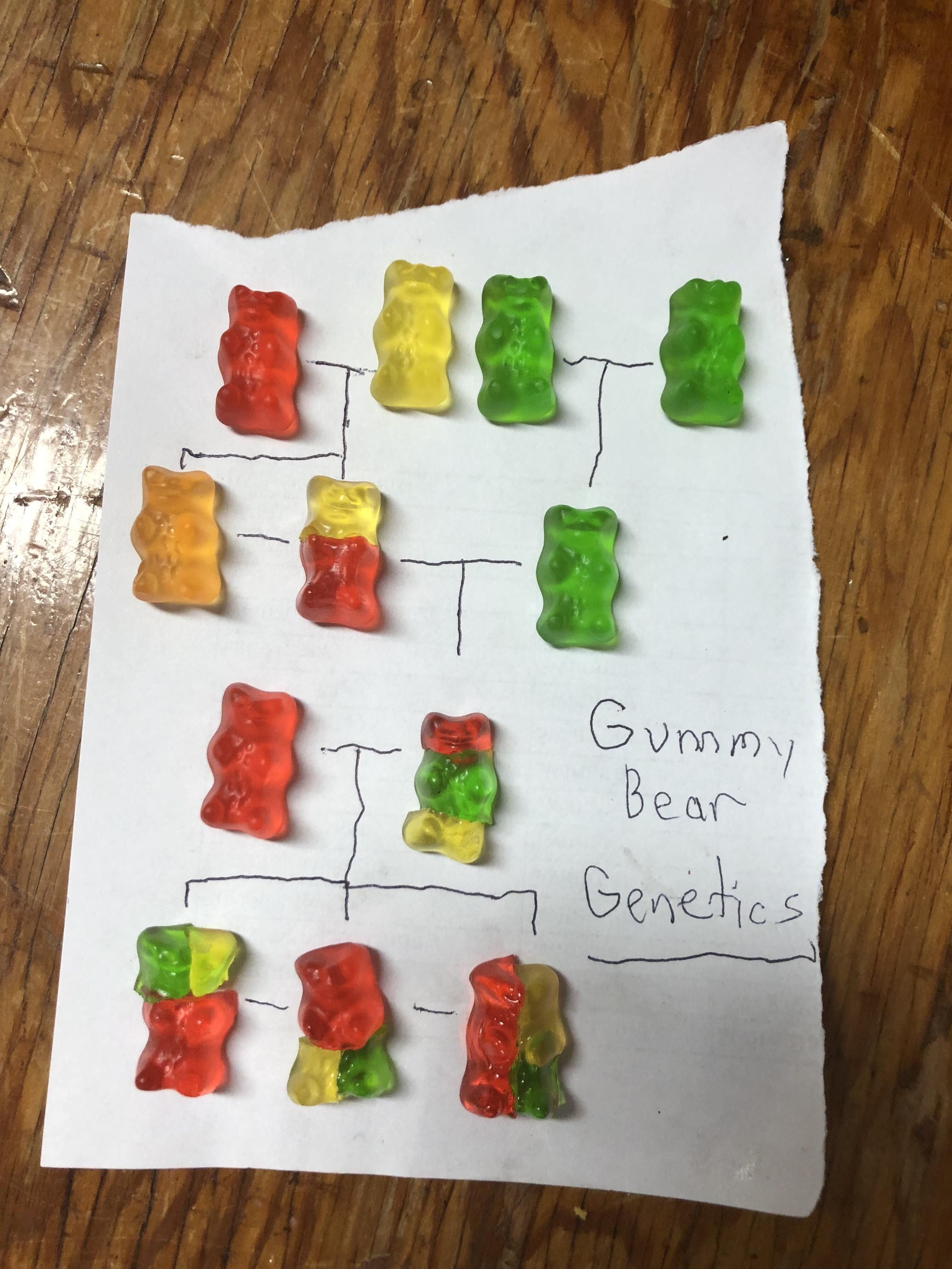 Gummy bear genetics