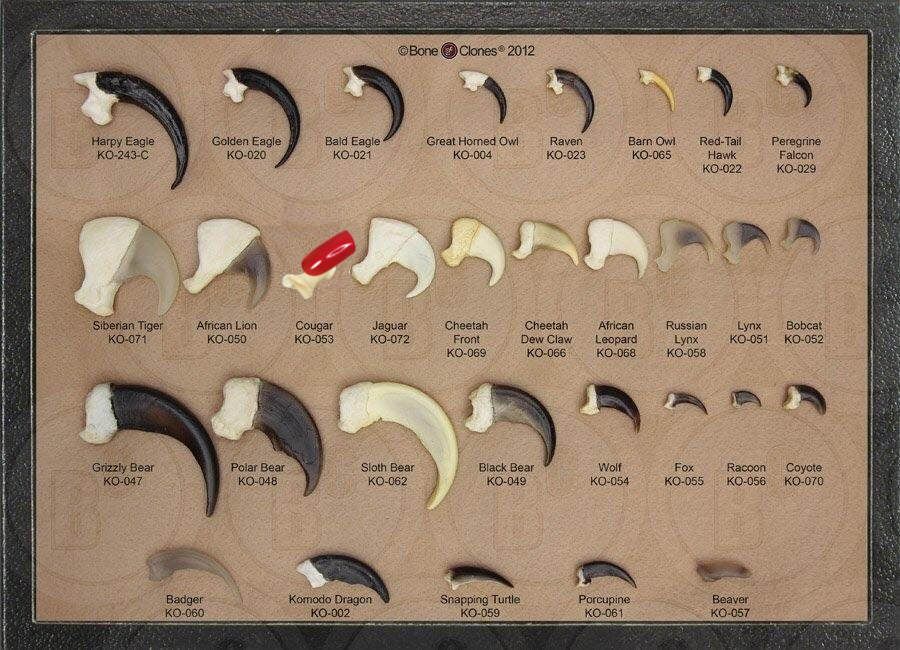 A collection of claws and talons from various apex predators